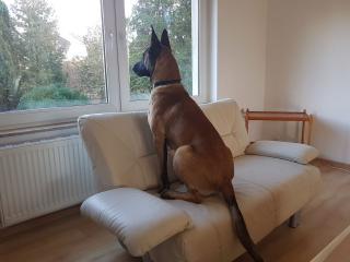 Malinois Rüde abzugeben