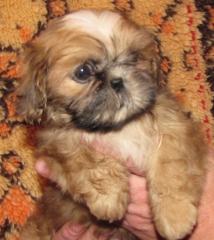 Una süßes Shih Tzu Mädchen