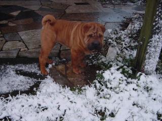 2 sharpei rüden suchen ein liebevolles zu hause