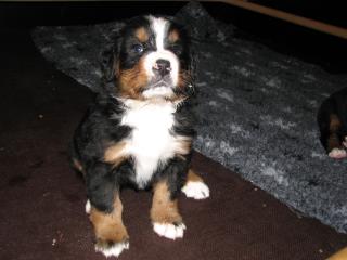 3 Berner Welpen suchen noch ein Zuhause