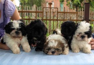 Shih Tzu VDH/FCI