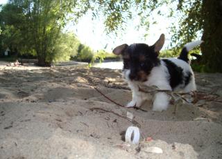 Biewer Yorkshire Terrier Welpen zu verkaufen