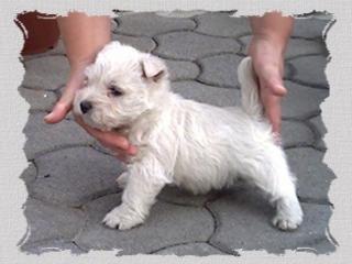 West Highland White Terrier Welpen