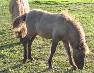 Bildhübscher Shetlandpony Hengst Anton