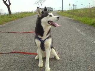 Wurfplanung 2021 Siberian Husky