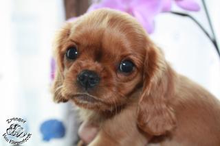 Cavalier King Charles Welpen