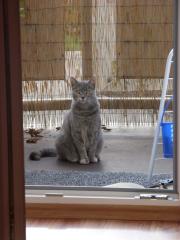 Suche Katze Lucie Lange Str. Hagenow