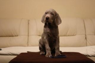 WEIMARANER WELPE - RÜDE