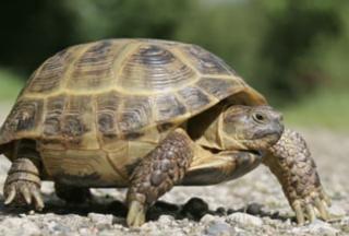 Suche Weibliche Vierzehenlanfschildkröte