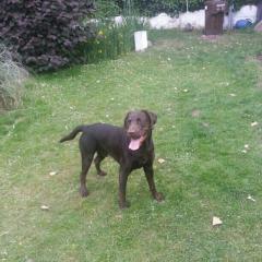 Biete meinen Labrador Retriever an