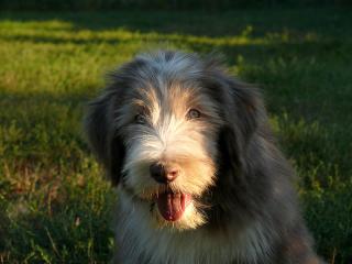 Bearded Collie Welpen ab sofort zur Abgabe