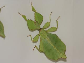 Phyllium siccifolium Eier Wandelnd Blätter