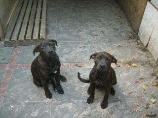 Rottweiler - Dogo Canario Welpen