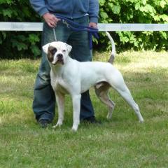 American Bulldog Deckrüde ausgewertet