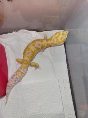 Leopardgecko 0. 1 white and Yellow Extreme Emerine, 0. 1 Universe Leopardgecko