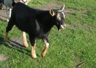 Verkaufe jungen, hornlosen Ziegenbock