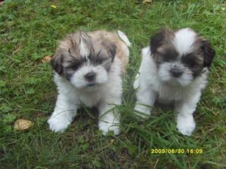 Shih Tzu Welpen