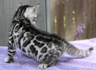 Rarität - silber Bengal Kitten US-Import