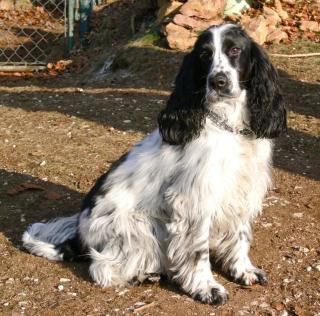 Rund um den Hund - Hundeschule - Betreuung - Pflege