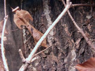 Deroplatys desiccata