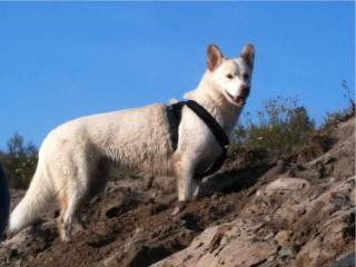 Hallo, wir suchen für unsere Husky-Hündin einen Deckrüden