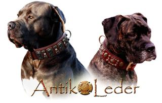 ANTIK-LEDER Video Hundehalsbänder Bulldog Pitbull Molosser Dogo Canario