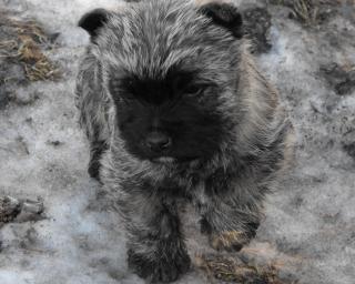 Cairn-Terrier