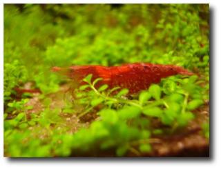 Red Cherry Garnelen -GÜNSTIG- zu verkaufen