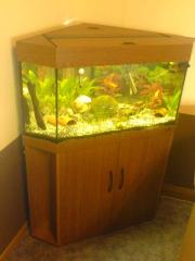 Juwel Delta 100 Eckaquarium - Aquarium - 160 L. mit Zubehör