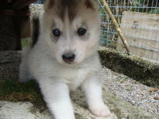 Reinrassiger grau-weisser Siberian-Husky-Welpe Rüde Akio aus FCI-Zucht, 12 Woche