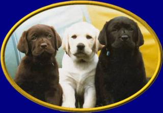 Labrador-Retrieverwelpen suchen neue Familien