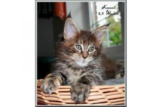 Typvolle Maine Coon Kitten