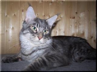 Maine Coon Kater