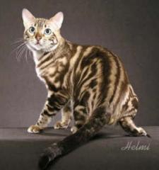 LUXURY Bengal kitten boys mit Pedigree aus USA Linie