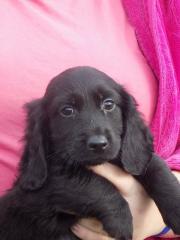 Spaniel mix Welpen