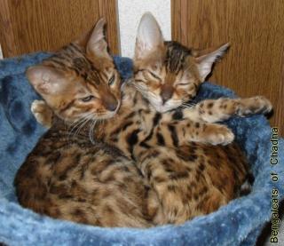 Bengalcats of Chadna Bengal Kitten mit TICA-Papieren vom Hobbyzüchter