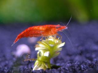 Red cherry / Fire Garnelen Aquariumpflanzen