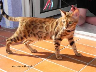 Bengal Kitten aus liebevoller Hobbyzucht