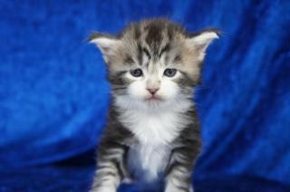 Extrem typvolles Coonie Katerchen in black-silver-tabby-cl. /white