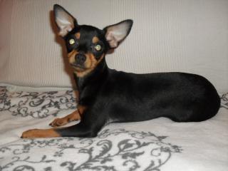 Rehpinscher