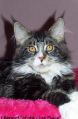 Typvolle Maine Coon Joungster s