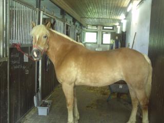 Haflinger Stute Idealer Freizeitpartner