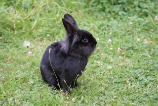 Löwenkopfkaninchen