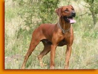 Rhodesian Ridgeback Rüde DECKANZEIGE