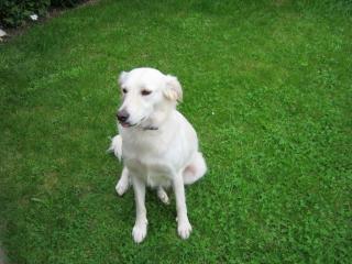 Weiße Goldenretriever/Labradorweibchen 2, 5 Jahre