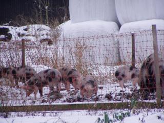 Pietrain Ferkel / Läufer, 3 Monate alt