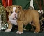 Cute and adorable Bulldogge Welpen zur Annahme