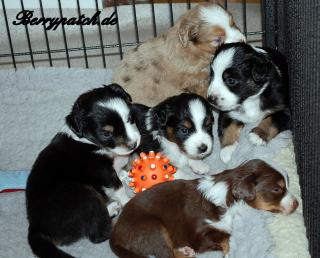 Bezaubernde Mini Australian Shepherd Welpen