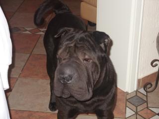 Shar Pei Rüde 16 Monate