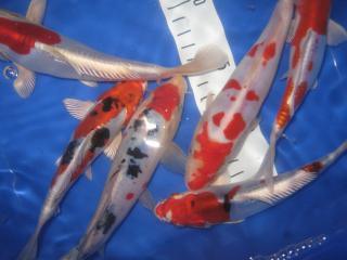 Japan Koi in verschiedenen 10-30cm